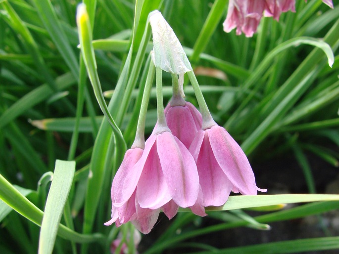 ALLIUM INSUBRICUM Boiss. et Reut. – česnek / cesnak