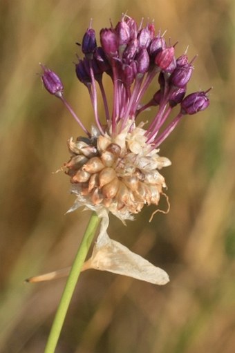 Allium vineale