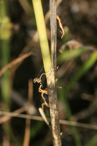 Allium vineale