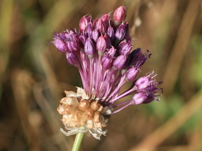 ALLIUM VINEALE L. – česnek viničný / cesnak poľný