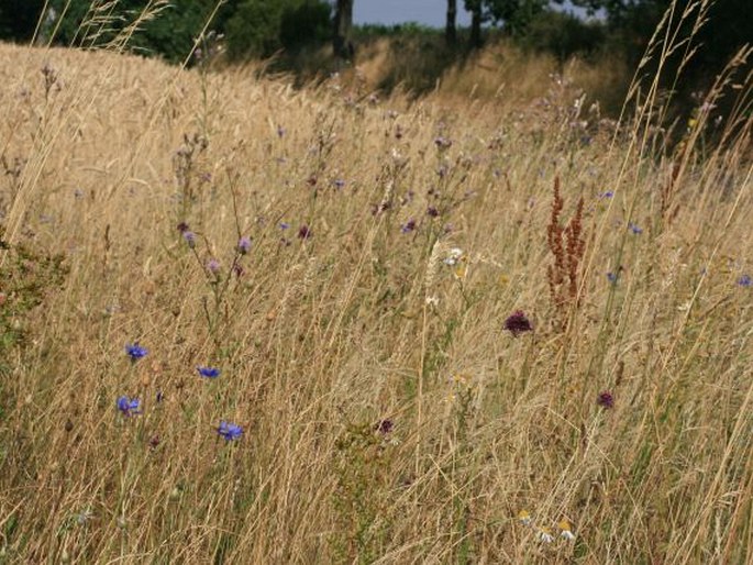 Allium vineale