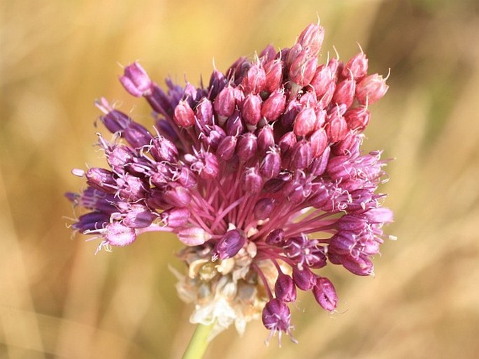 Allium vineale