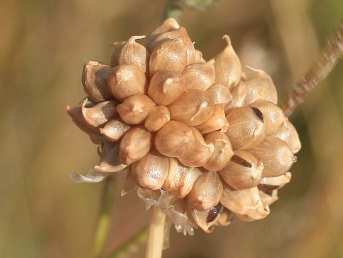 Allium vineale