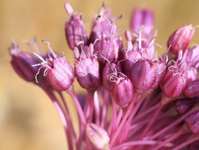 Allium vineale