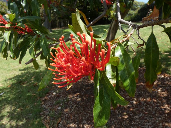 Alloxylon flammeum