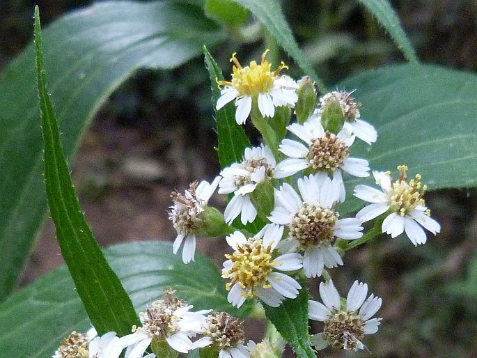 Alloispermum integrifolium