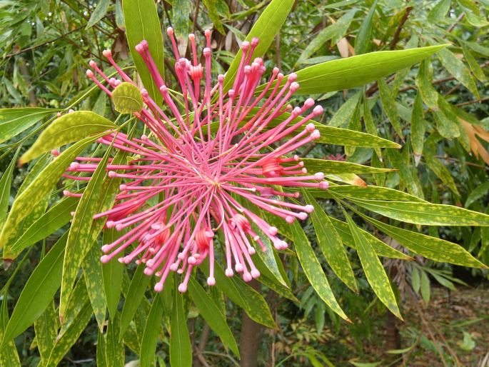 Alloxylon pinnatum