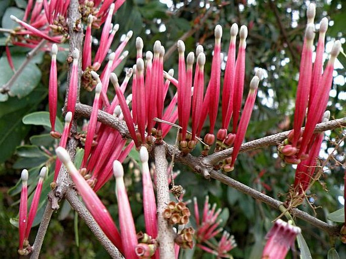 Alloxylon wickhamii