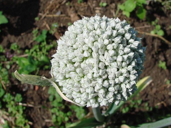 Allium porrum