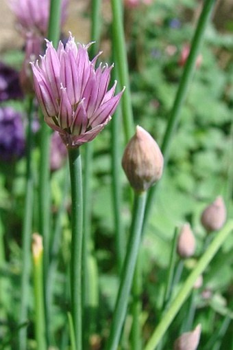 Allium schoenoprasum