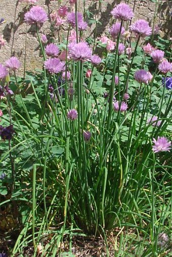 Allium schoenoprasum