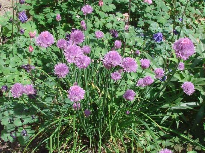 Allium schoenoprasum