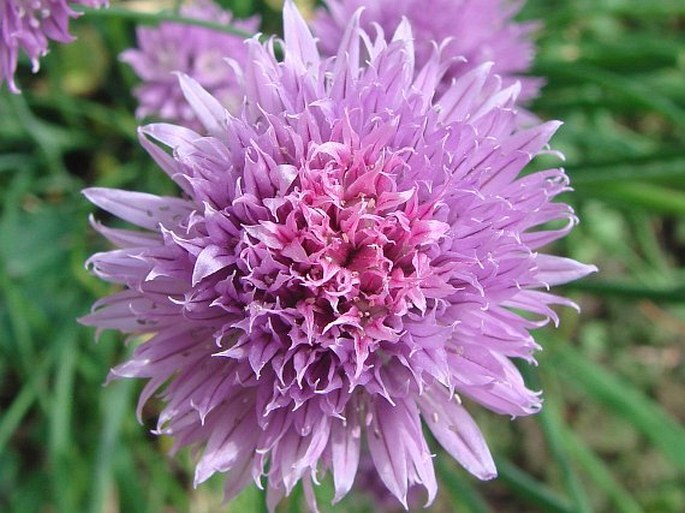 Allium schoenoprasum