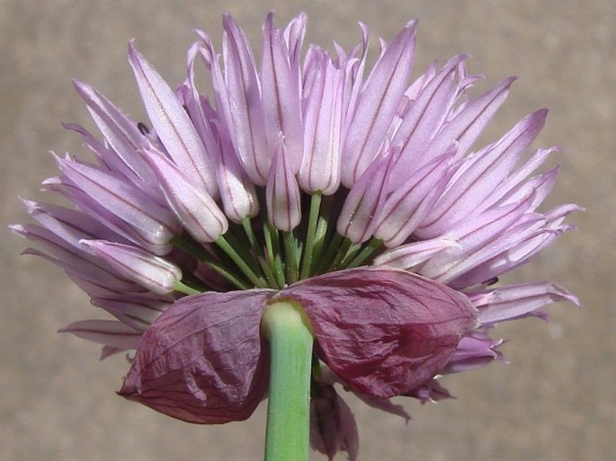 Allium schoenoprasum