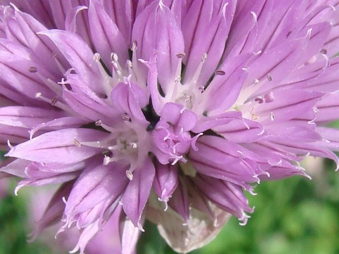 Allium schoenoprasum