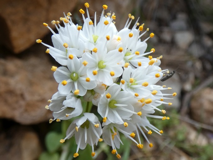 Allium subvillosum