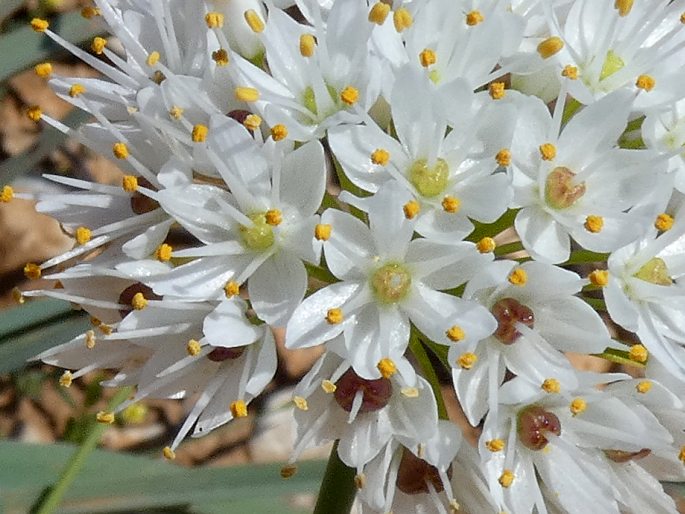 Allium subvillosum