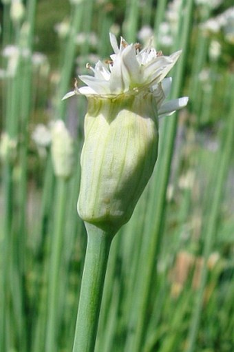 Allium tuberosum