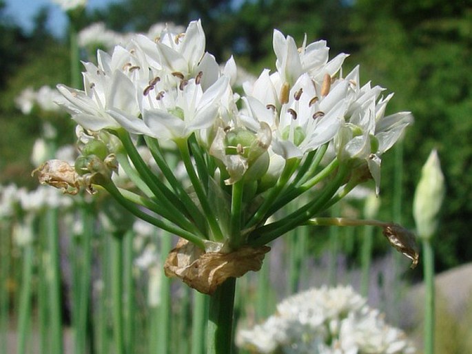 Allium tuberosum