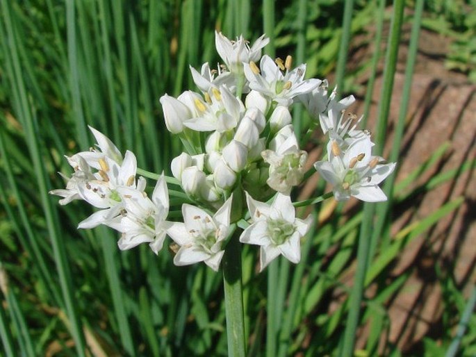 Allium tuberosum