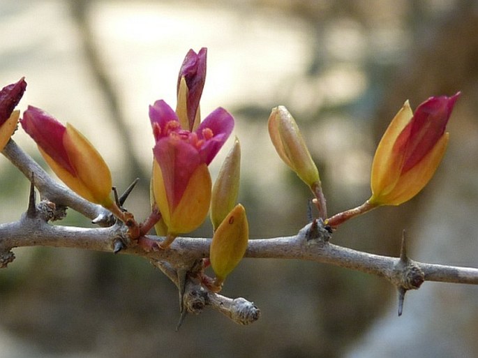 Alluaudiopsis marnieriana