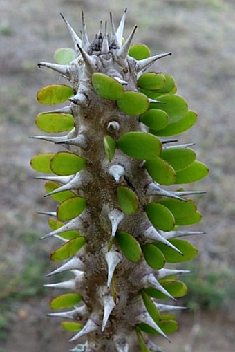 Alluaudia procera