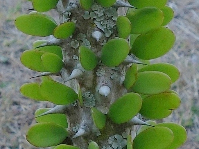 Alluaudia procera