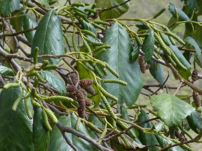 Alnus acuminata