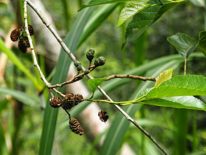 ALNUS JAPONICA (Thunb.) Steud. – olše / jelša