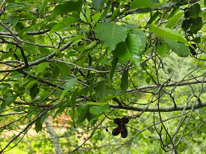 Alnus japonica