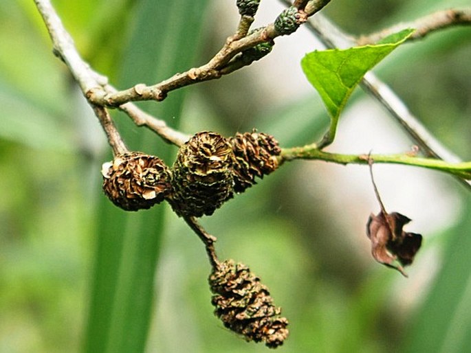 Alnus japonica