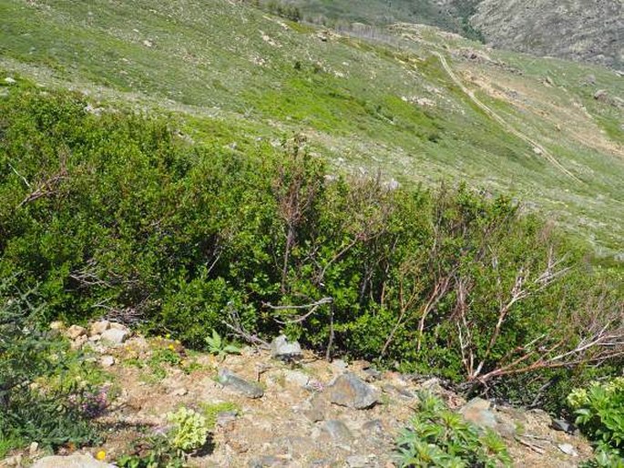 Alnus alnobetula subsp. suaveolens