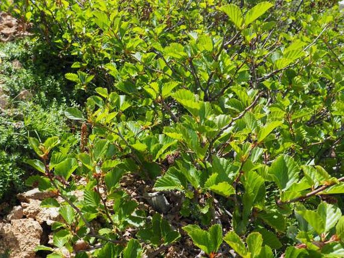 Alnus alnobetula subsp. suaveolens