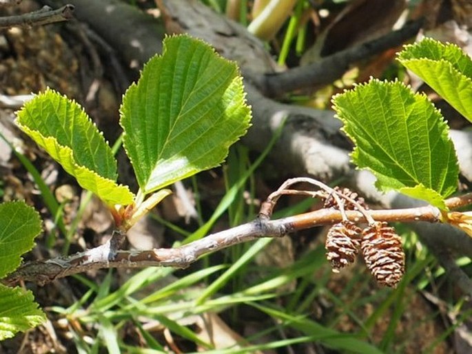 Alnus alnobetula subsp. suaveolens