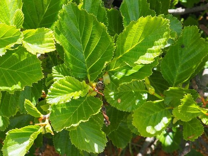 Alnus alnobetula subsp. suaveolens