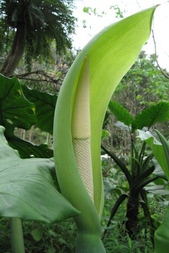 Alocasia odora