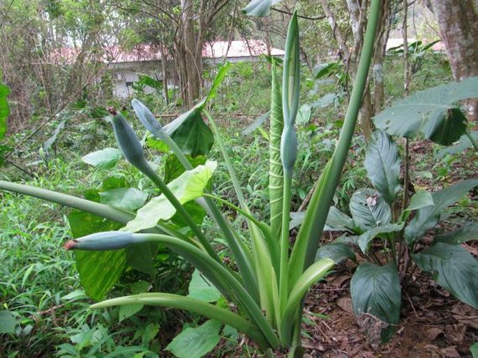 ALOCASIA ODORA  (Roxb. ex Lodd., G. Lodd. et W. Lodd.) K. Koch