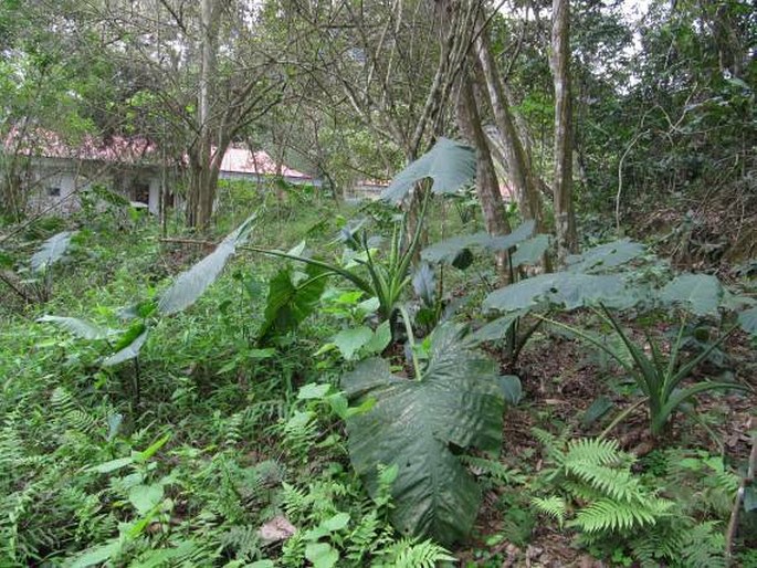 Alocasia odora