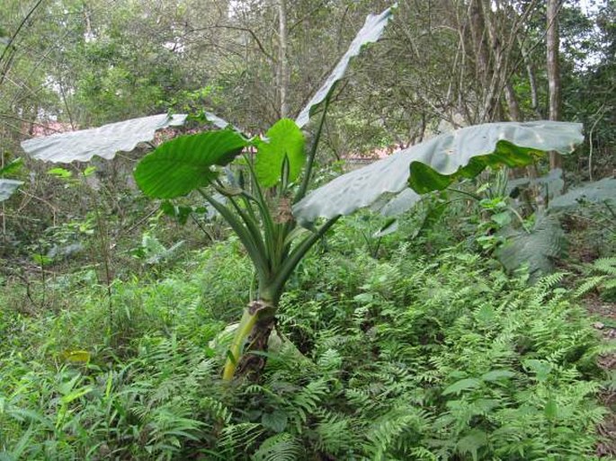 Alocasia odora