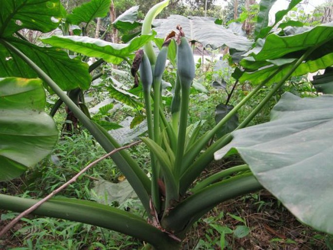 Alocasia odora