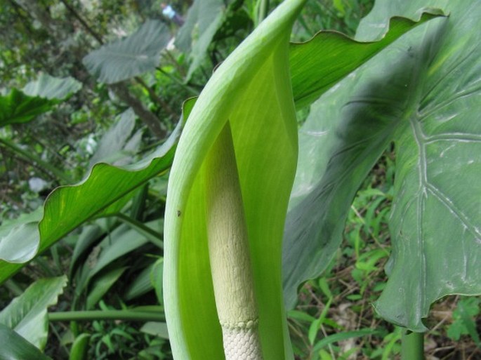 Alocasia odora