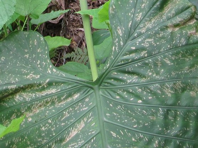 Alocasia odora