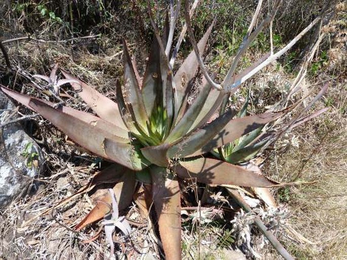 ALOE CAPITATA Baker – aloes