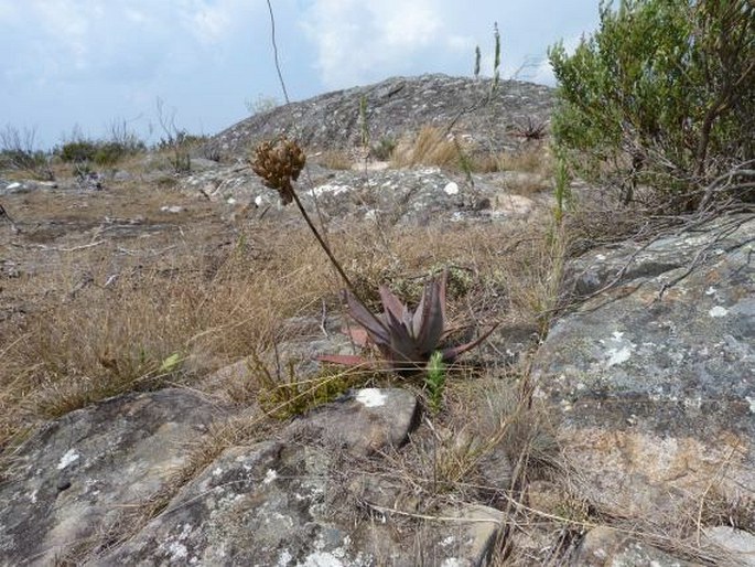 Aloe capitata