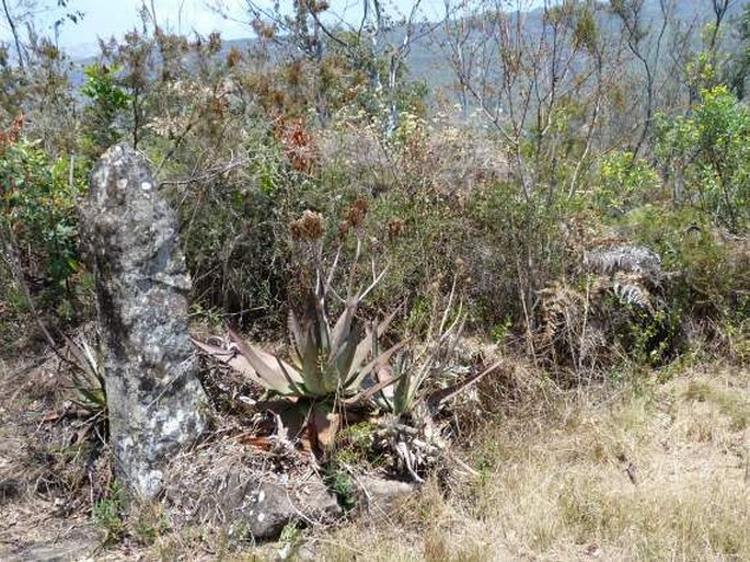 Aloe capitata