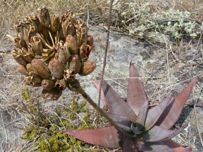 Aloe capitata