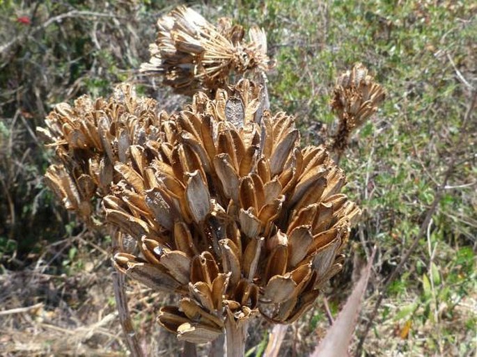 Aloe capitata