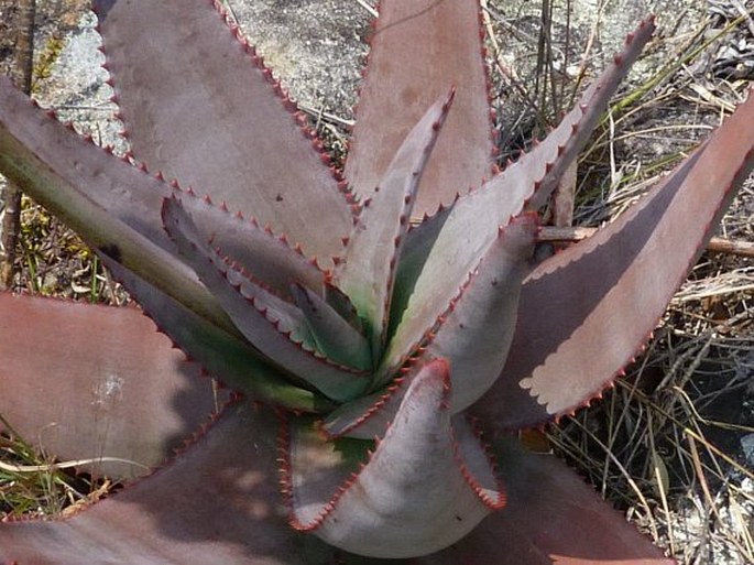 Aloe capitata