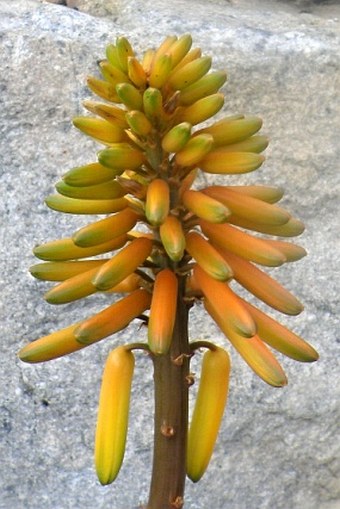 Aloe commixta