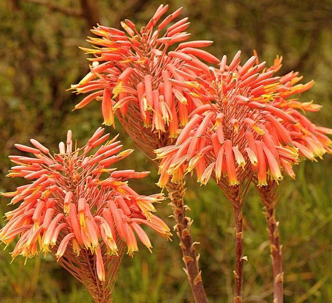 ALOE COMPTONII Reynolds – aloes